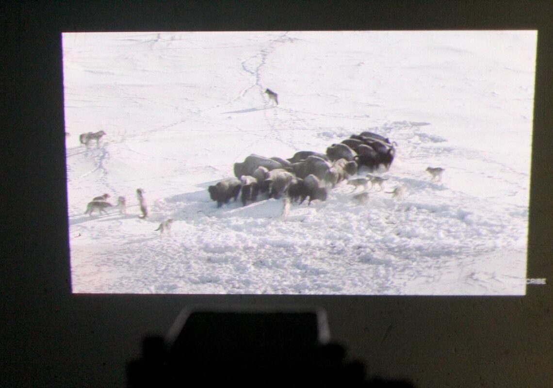 Monipuolinen älypuhelin videotykillä – tätä ei kaikilla ole!