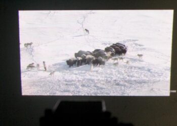 Monipuolinen älypuhelin videotykillä – tätä ei kaikilla ole!